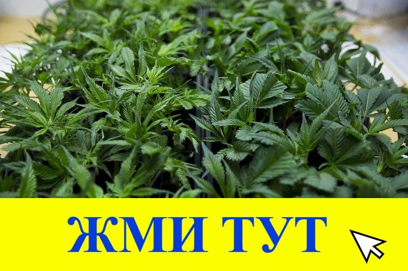 Купить наркотики в Медвежьегорске